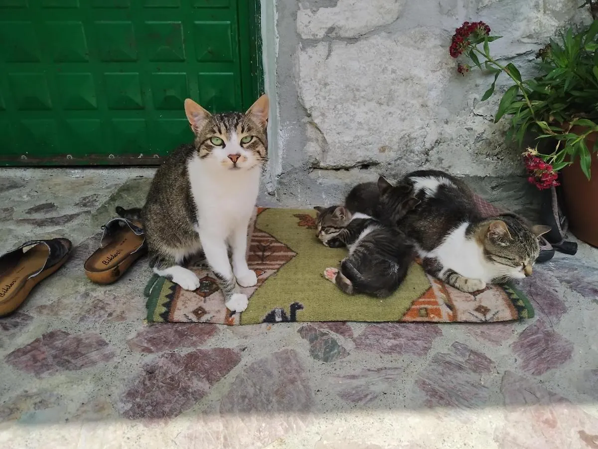 Guesthouse Shtini Fshat